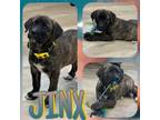 Adopt JINX a Plott Hound, Mixed Breed