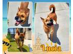 Adopt LUCIA a Carolina Dog, Mixed Breed