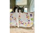 Adopt FEONA a Domestic Short Hair