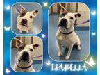 Adopt ISABELLE a Pit Bull Terrier