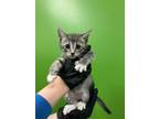 Adopt SAM a Domestic Short Hair