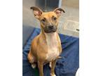 Adopt SANDY a Mixed Breed