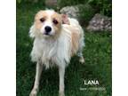 Adopt Lana a Terrier, Mixed Breed
