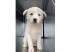 Adopt 55939920 a Siberian Husky, Mixed Breed