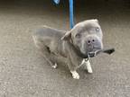 Adopt Quinn a Pit Bull Terrier, Mixed Breed