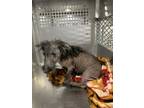 Adopt Cricket a Scottish Terrier, Mixed Breed