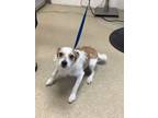 Adopt Jupiter a Parson Russell Terrier, Mixed Breed