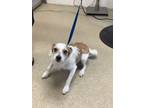 Adopt 55946177 a Parson Russell Terrier, Mixed Breed