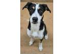 Adopt Tay a Terrier, Mixed Breed