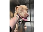 Adopt Lolly a Pit Bull Terrier, Mixed Breed