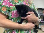 Adopt Wonka a Domestic Short Hair