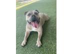 Adopt Gordis a Pit Bull Terrier, Mixed Breed