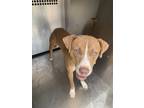 Adopt Piper a Pit Bull Terrier, Mixed Breed