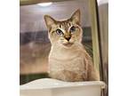 Adopt Noelle a Domestic Short Hair