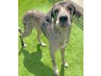 Adopt Jolene a Great Dane, Mixed Breed