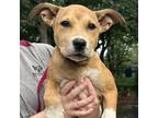 Adopt Eevee a Mixed Breed