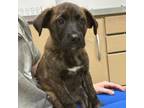Adopt 55946104 a Mountain Cur, Mixed Breed