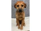 Adopt Waffles a Black Mouth Cur, Mixed Breed
