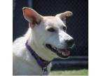 Adopt Oracle a Mixed Breed