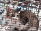 Adopt MIMI a Domestic Short Hair