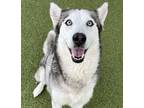 Adopt Ahsoka a Siberian Husky, Mixed Breed