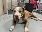 Adopt ETHYL a Pit Bull Terrier, Mixed Breed