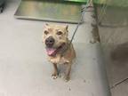 Adopt KARISSA a American Staffordshire Terrier, Mixed Breed