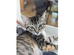 Adopt Creamsicle a Domestic Short Hair