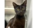 Adopt Nicolette a Domestic Short Hair