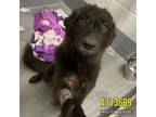 Adopt DOLORES a Newfoundland Dog