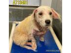 Adopt PEBBLES a Terrier