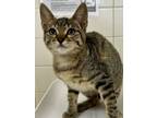 Adopt SPIKE a Domestic Short Hair