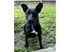 Adopt COCO FURNEL a Terrier