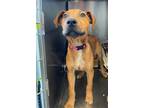 Adopt CLAIRE a Labrador Retriever