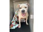 Adopt MJ a American Staffordshire Terrier