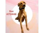Adopt BOO a Hound, American Staffordshire Terrier
