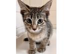 Adopt PINTO a Domestic Short Hair