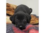 Adopt A712793 a Labrador Retriever