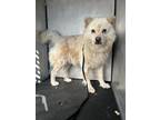 Adopt CULEBRA RD a Chow Chow