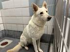 Adopt SASHA a Husky