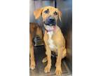 Adopt COCO a Labrador Retriever