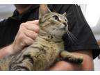 Adopt Harmony a Domestic Short Hair