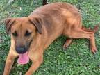 Adopt ANNIE a Redbone Coonhound, Mixed Breed