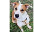 Adopt JEZIBELL a Catahoula Leopard Dog, Mixed Breed