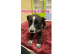 Adopt Dog Kennel #38 a Australian Cattle Dog / Blue Heeler, Mixed Breed