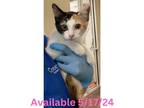 Adopt Cat Display - Kait a Domestic Short Hair