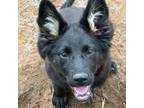 Adopt Kyrie a Border Collie, German Shepherd Dog