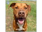 Adopt MARIPOSA a Staffordshire Bull Terrier, Mixed Breed