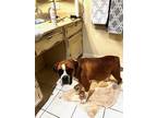 Adopt Prudence a Boxer