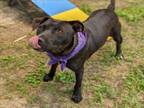 Adopt VEENA a Staffordshire Bull Terrier, Mixed Breed